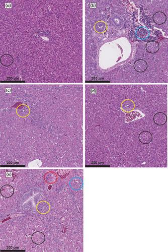 Efficacy of powdered alfalfa leaves to ameliorate the toxic effects of aflatoxin B<sub>1</sub> in turkey poults.