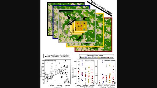 Spider guilds in a maize polyculture respond differently to plant diversification, landscape composition and stage of the agricultural cycle
      Los gremios de arañas en un policultivo de maíz responden diferencialmente a la diversificación de plantas, la composición del paisaje y la etapa del ciclo agrícola