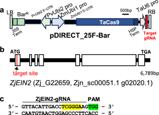 Efficient CRISPR/Cas9-mediated gene editing of the ZjEIN2 gene in Zoysia japonica