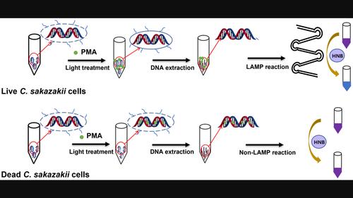 Development of a PMA-LAMP visual detection assay for viable Cronobacter sakazakii