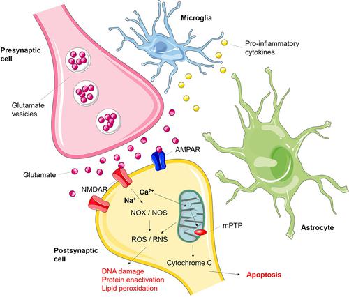 N-methyl-d-aspartate receptors: Structure, function, and role in organophosphorus compound poisoning.