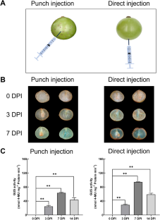 A rapid and efficient Agrobacterium-mediated transient transformation system in grape berries.