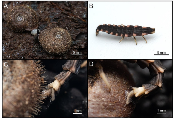 Function of snail shell hairs in anti-predator defense