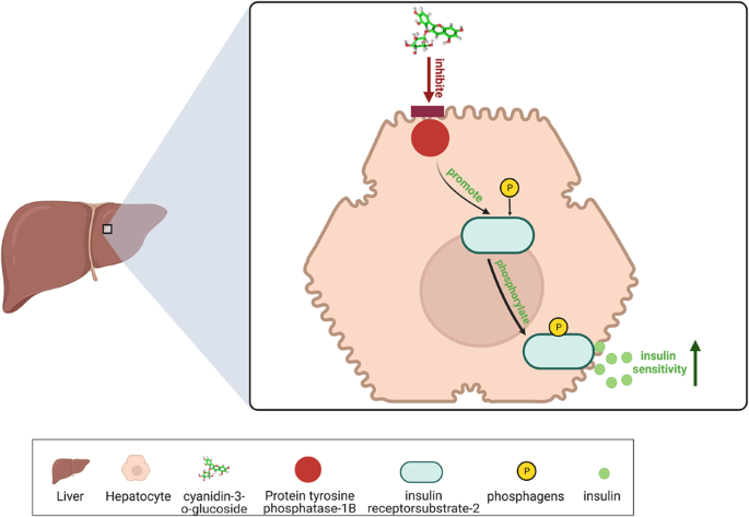 Anti-diabetic effect of anthocyanin cyanidin-3-O-glucoside: data from insulin resistant hepatocyte and diabetic mouse