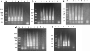 Development of a loop-mediated isothermal amplification (LAMP) assay for rapid visual detection of snakehead vesiculovirus (SHVV) in snakehead