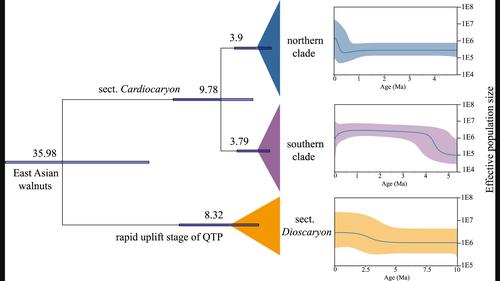 Demographical complexity within walnut species provides insights into the heterogeneity of geological and climatic fluctuations in East Asia