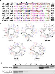 Truncation of the calmodulin binding domain in rice glutamate decarboxylase 4 (OsGAD4) leads to accumulation of γ-aminobutyric acid and confers abiotic stress tolerance in rice seedlings