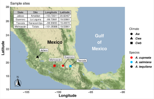 Disentangling the gut bacterial communities of the agave weevil, Scyphophorus acupunctatus (Coleoptera: Curculionidae)