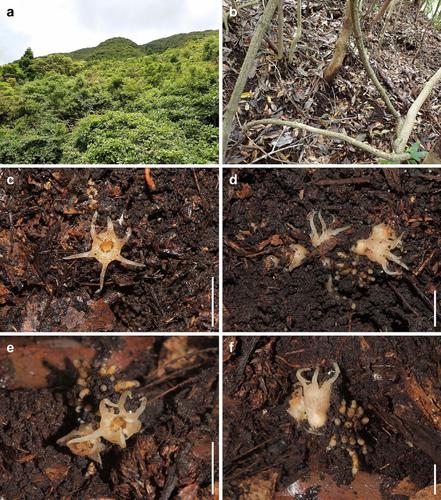 Relictithismia kimotsukiensis, a new genus and species of Thismiaceae from southern Japan with discussions on its phylogenetic relationship.