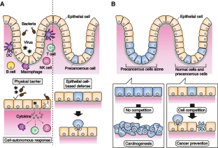 Epithelial recognition and elimination against aberrant cells.