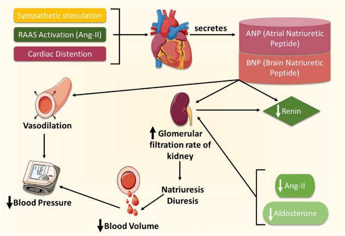 The pharmaco-epigenetics of hypertension: a focus on microRNA.