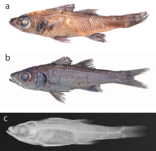 Two new species of the deepwater cardinalfish genus Epigonus (Epigonidae) from deep reefs off Curaçao, southern Caribbean