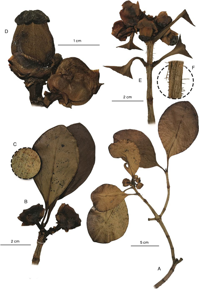 Integrative taxonomy led to recognising Clusia reginae (Clusiaceae), a new tree species from the Venezuelan Andes