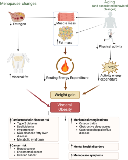 Weight Gain in Midlife Women.