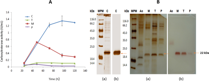 ANCUT1, a novel thermoalkaline cutinase from Aspergillus nidulans and its application on hydroxycinnamic acids lipophilization.