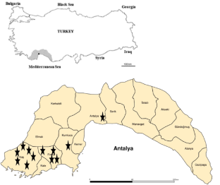 Isolation and molecular identification of entomopathogenic fungi from the Western flower thrips [Frankliniella occidentalis (Pergande)], and evaluation of their efficacy against the pest