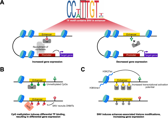 Osteoarthritis as an Enhanceropathy: Gene Regulation in Complex Musculoskeletal Disease.