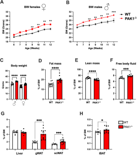 P21-activated kinase-1 signaling is required to preserve adipose tissue homeostasis and cardiac function.