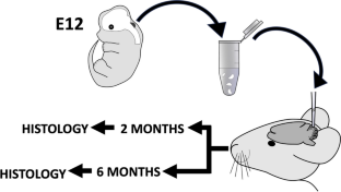 Quantification of Solid Embryonic Cerebellar Graft Volume in a Degenerative Ataxia Model.