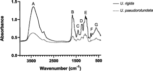 Characterization and Biological Activities of the Ulvan Polysaccharide-Rich Fraction Obtained from Ulva rigida and Ulva pseudorotundata and Their Potential for Pharmaceutical Application