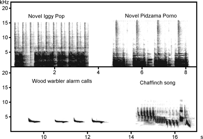 Auditory risk recognition is socially transmitted across territory borders in wild birds