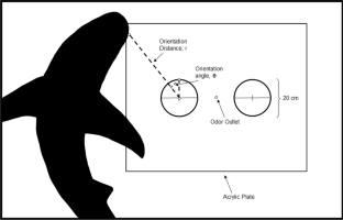 Behavioral electrosensitivity increases with size in the sandbar shark, Carcharhinus plumbeus