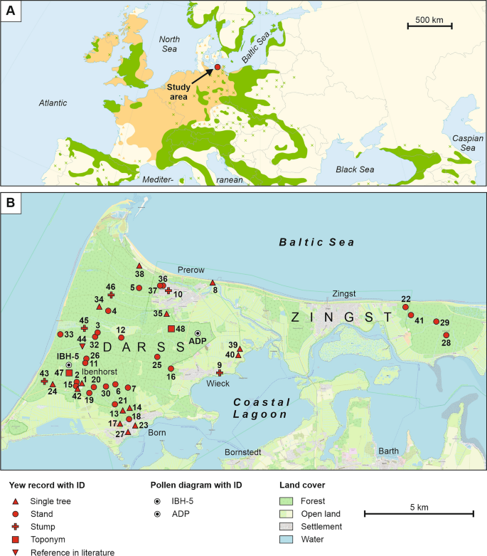 Forest history from a single tree species perspective: natural occurrence, near extinction and reintroduction of European yew (Taxus baccata L.) on the Darss-Zingst peninsula, southern Baltic Sea coast