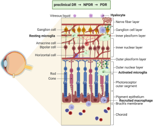 Macrophage activation contributes to diabetic retinopathy.