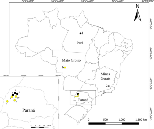 Morphological differences between Tetragonisca angustula and Tetragonisca fiebrigi (Apidae: Meliponini)