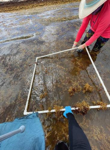 Working seagrasses: emerging coastal ethics in the Mexican Caribbean