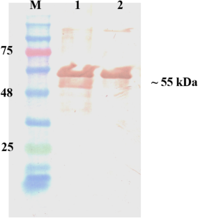 Matrix Metalloproteinase 11 is Overexpressed in Various Histotypes of Canine Mammary Tumors