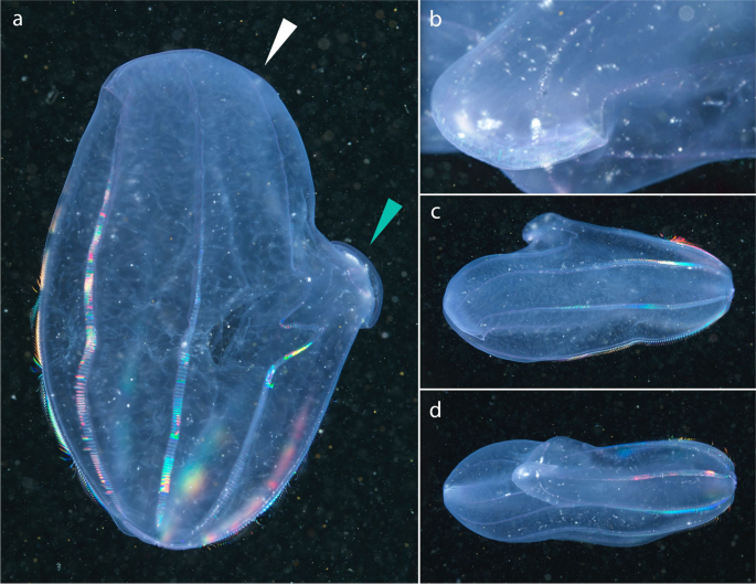 Remarkable occurrence of a two-mouthed Beroe in the White Sea