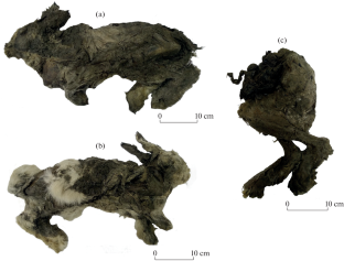 New Data on the Ecology of the Fossil Don Hare Lepus tanaiticus Gureev, 1964.