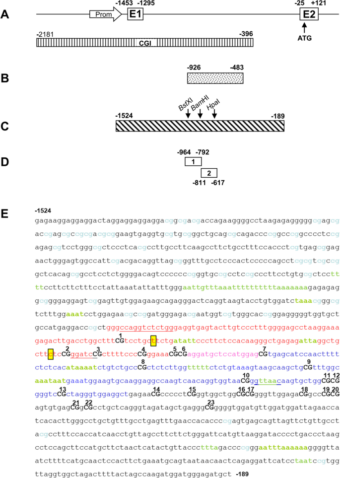 The Alpha-Synuclein Gene (SNCA) is a Genomic Target of Methyl-CpG Binding Protein 2 (MeCP2)-Implications for Parkinson's Disease and Rett Syndrome.