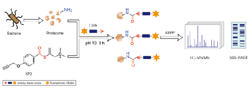 Sulfonium-Based Activity-Based Probes for Lysine-Selective Protein Profiling under Alkaline Conditions