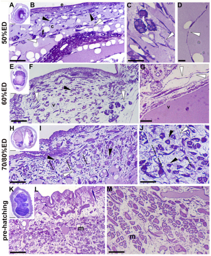 Dynamic relationship among extracellular matrix and body wall cells in Hirudo verbana morphogenesis.