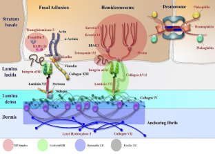 Advances in Treatments for Epidermolysis Bullosa (EB): Emphasis on Stem Cell-Based Therapy.