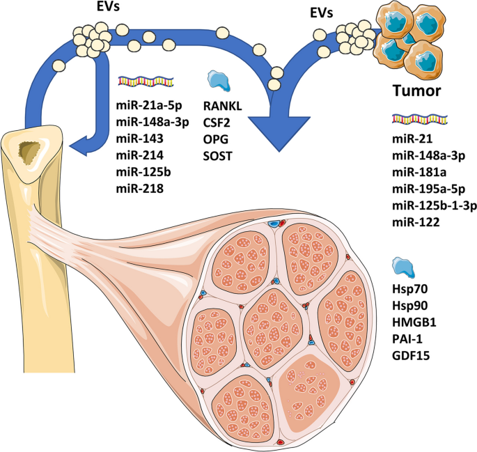 Extracellular Vesicles and Exosomes in the Control of the Musculoskeletal Health.