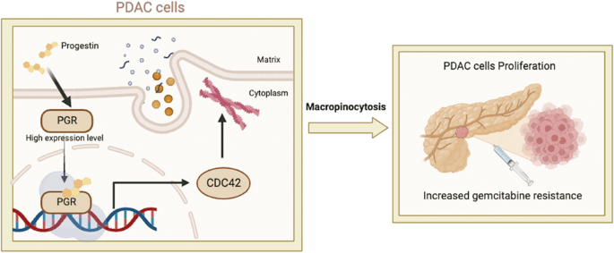 Progesterone receptor potentiates macropinocytosis through CDC42 in pancreatic ductal adenocarcinoma.