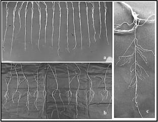 Root system architecture in cereals: exploring different perspectives of the hidden half