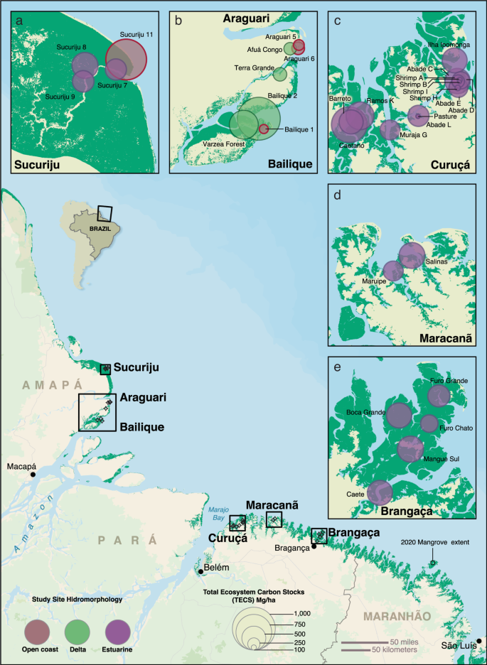 The inclusion of Amazon mangroves in Brazil’s REDD+ program