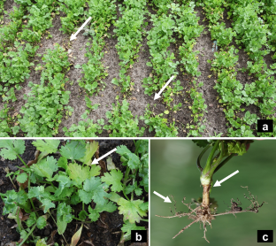 First report of Pythium aphanidermatum causing damping off, collar and root rot of coriander in Brazil