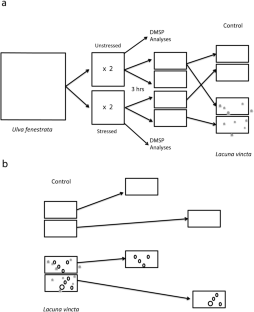 Seasonal effects of short-term stress on susceptibility to herbivores and DMSP induction in the intertidal green alga Ulva fenestrata