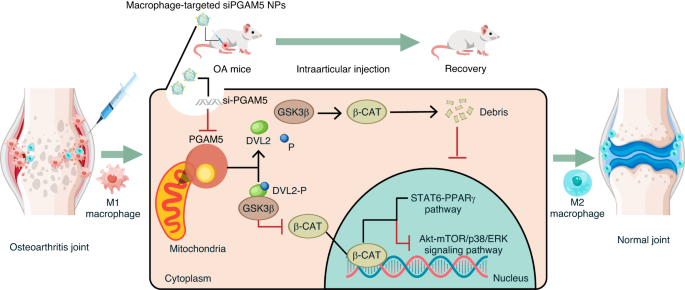 Targeted knockdown of PGAM5 in synovial macrophages efficiently alleviates osteoarthritis.