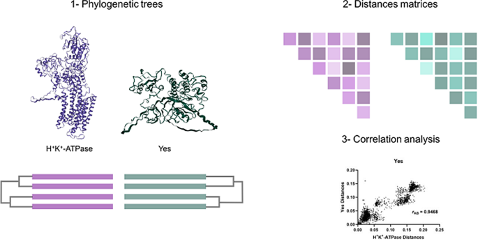 Bioinformatic Study of Possible Acute Regulation of Acid Secretion in the Stomach.