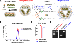 Intravitreal Delivery of PEGylated-ECO Plasmid DNA Nanoparticles for Gene Therapy of Stargardt Disease