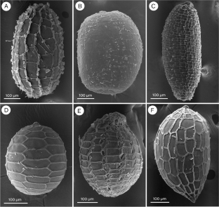 Seed morphology of Eriocaulon (Eriocaulaceae) in Thailand