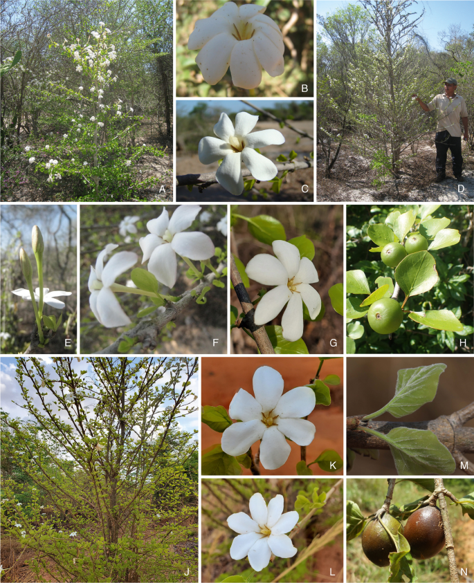 Four new deciduous species of Hyperacanthus (Rubiaceae: Gardenieae) from western Madagascar: the sofikomba alliance