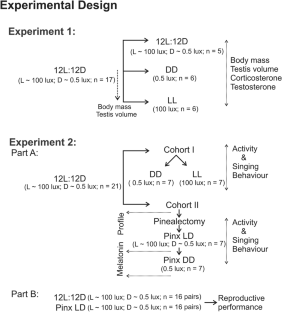 Constant light and pinealectomy disrupt daily rhythm in song production and negatively impact reproductive performance in zebra finches.