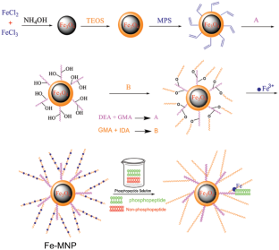 Nonlinear polymer brush modified magnetic nanoparticles in phosphopeptides enrichment